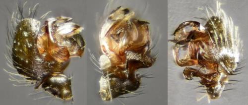 Agyneta sp.